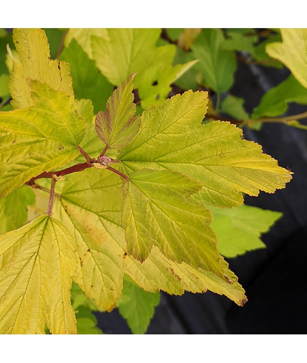 Physocarpus opulifolius Dart's Gold (7.5lt)