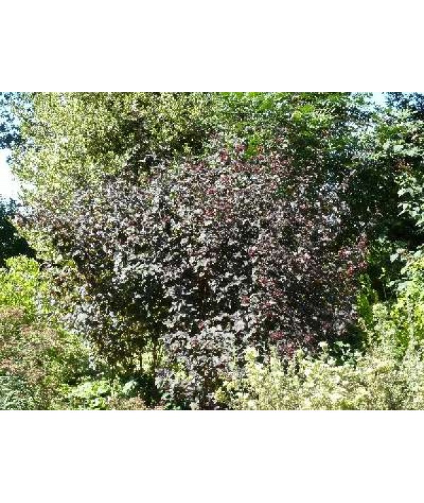Physocarpus opulifolius Brown Sugar (3lt)