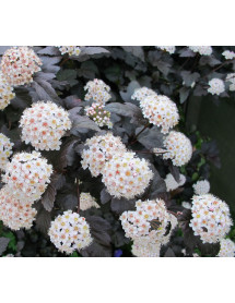 Physocarpus opulifolius Diabolo (4.5lt)