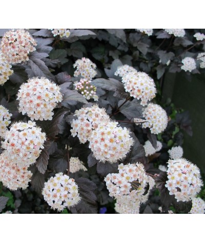 Physocarpus opulifolius Diabolo (3lt)