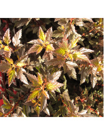 Physocarpus opulifolius Little Angel (3lt)