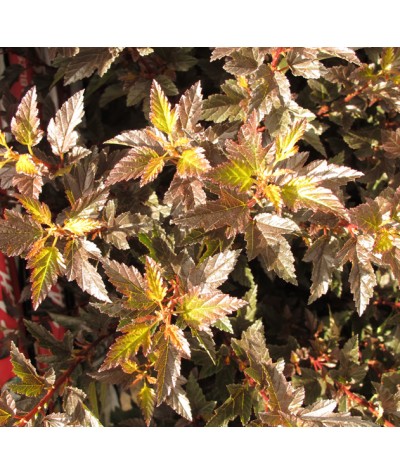 Physocarpus opulifolius Little Angel (1.5lt)