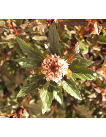 Physocarpus opulifolius Little Angel (3lt)