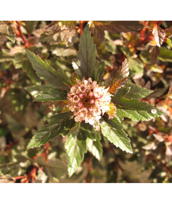 Physocarpus opulifolius Little Angel (1.5lt)