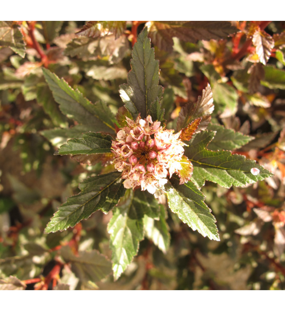 Physocarpus opulifolius Little Angel (3lt)