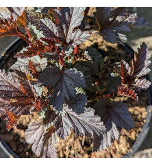 Physocarpus opulifolius Panther (5lt)