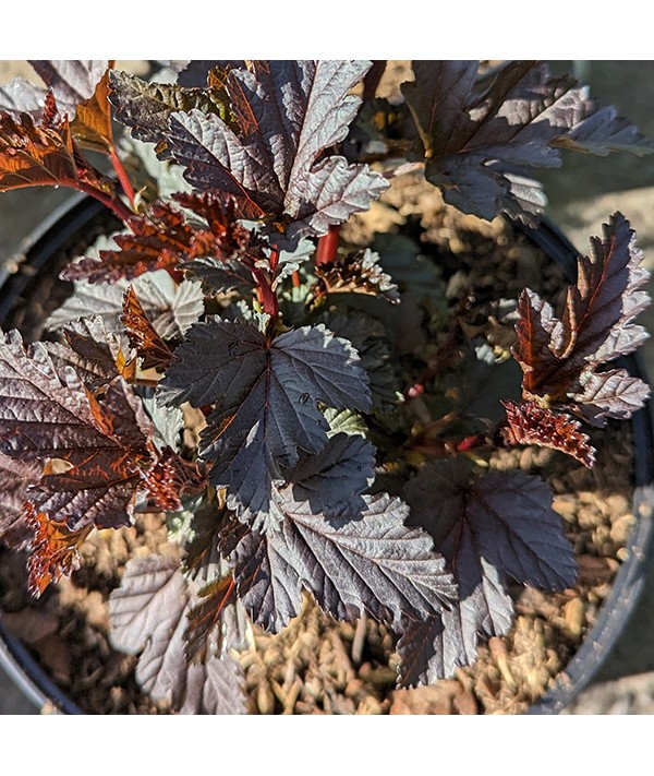 Physocarpus opulifolius Panther (3lt)