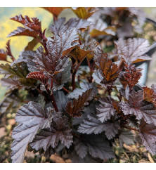 Physocarpus opulifolius Panther (5lt)