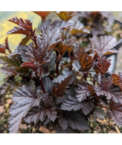 Physocarpus opulifolius Panther (3lt)