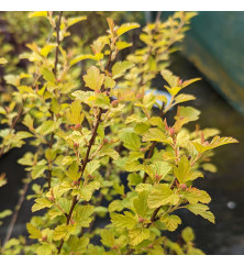 Physocarpus opulifolius Raspberry Lemonade (7.5lt) Physocarpus opulifolius Raspberry Lemonade (7.5lt)