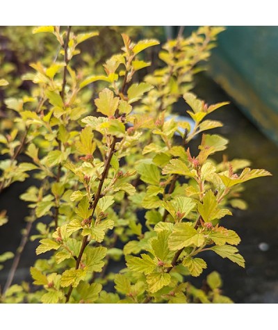 Physocarpus opulifolius Raspberry Lemonade (3lt)