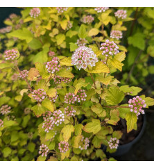 Physocarpus opulifolius Raspberry Lemonade (7.5lt)