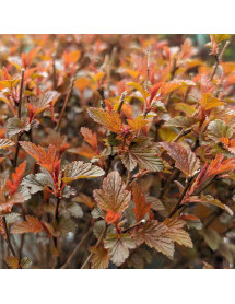 Physocarpus opulifolius Sweet Cherry Tea (10lt)