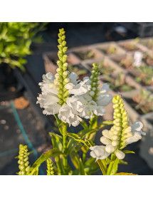Physostegia virginiana Miss Manners (2lt)