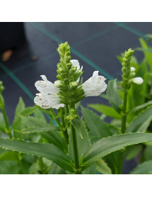 Physostegia virginiana Miss Manners (2lt)