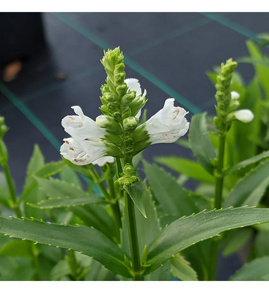 Physostegia virginiana Miss Manners (2lt)