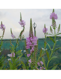 Physostegia virginiana Rose (1lt)