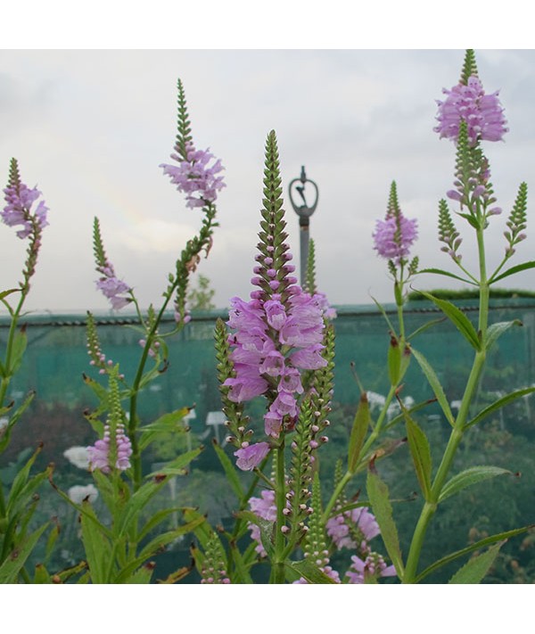 Physostegia virginiana Rose (1lt)