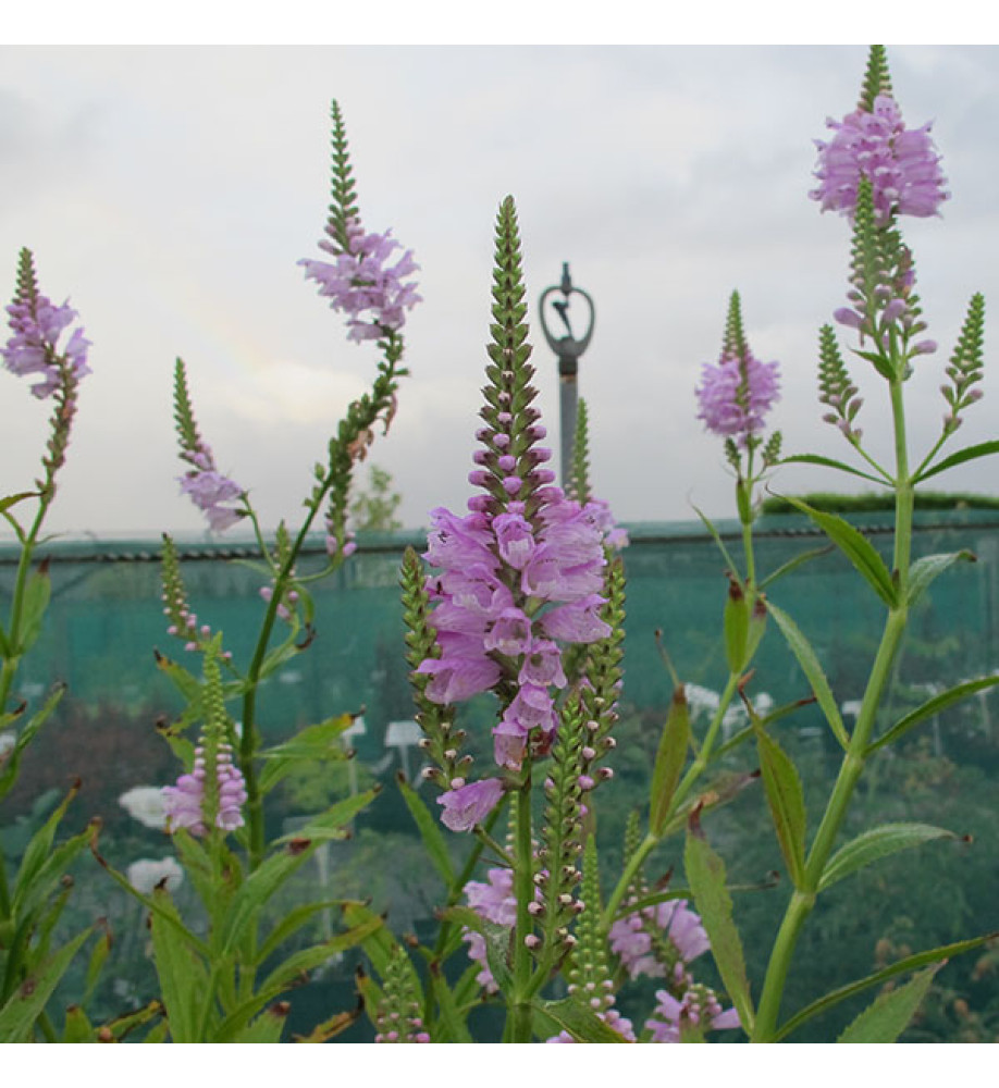 Physostegia virginiana Rose (1lt)
