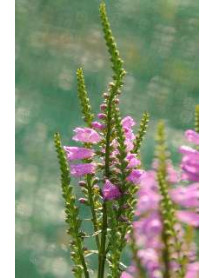 Physostegia virginiana Vivid (1lt)