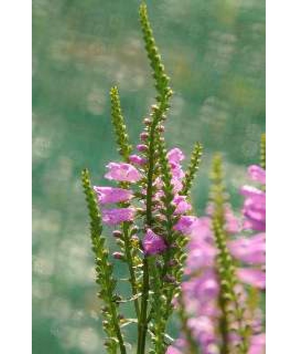 Physostegia virginiana Vivid (1lt)