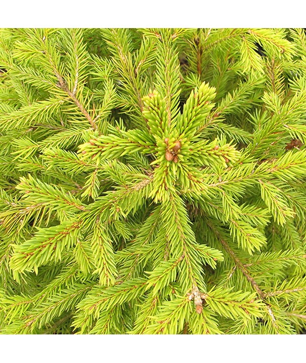 Picea abies (17.5lt) Picea abies (17.5lt)