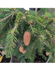 Picea abies Acrocona (3lt)