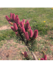 Picea abies Acrocona (3lt)