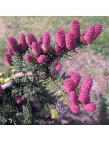 Picea abies Acrocona (7.5lt)