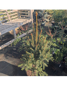 Picea abies Cupressina (7.5lt)