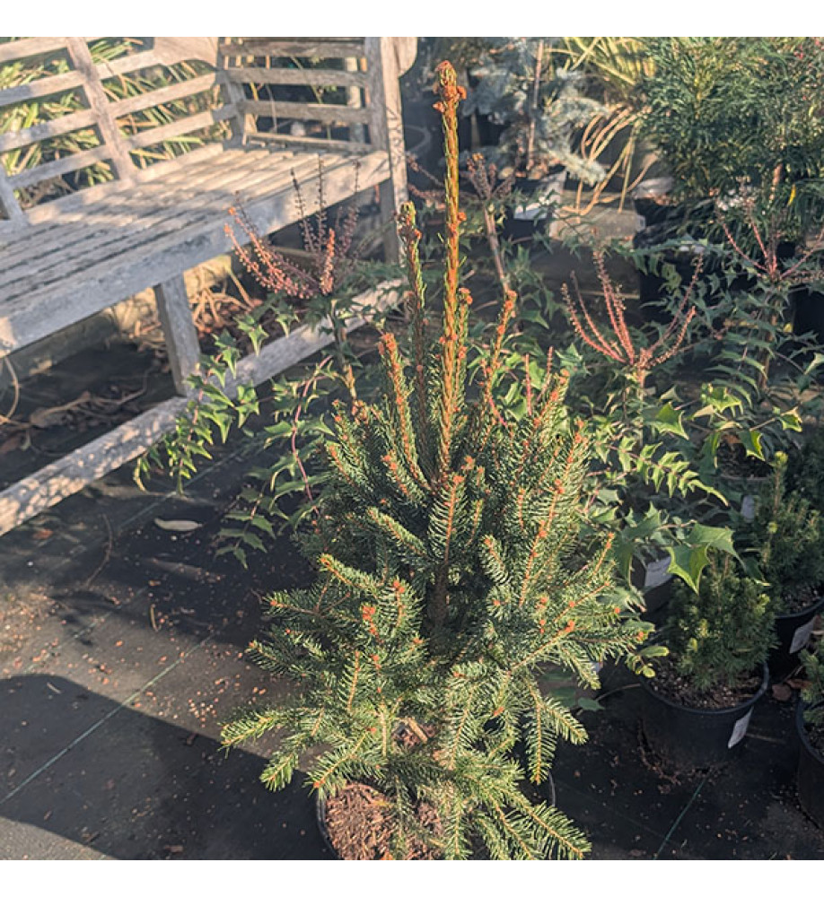 Picea abies Cupressina (7.5lt)