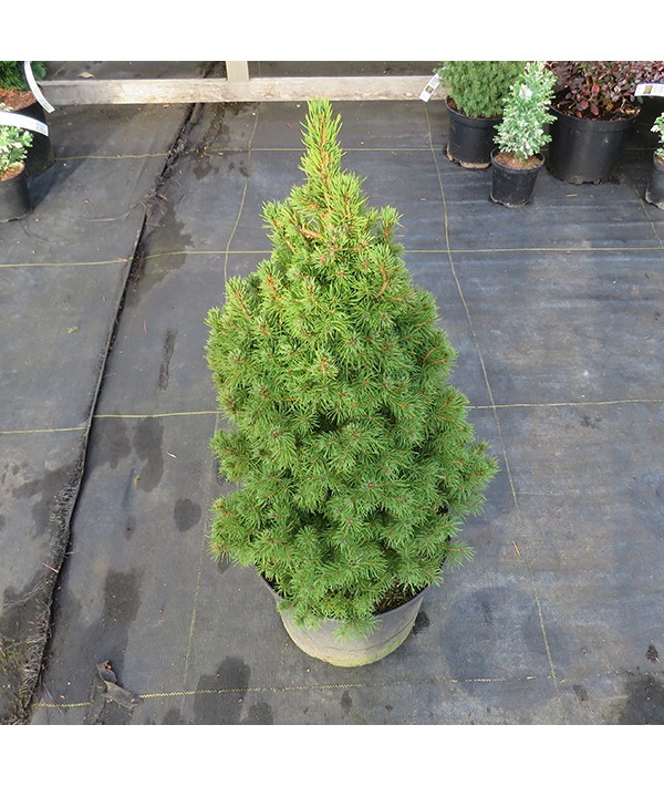 Picea glauca albertiana Conica (5lt)