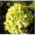 Picea glauca Daisy's White (3lt)