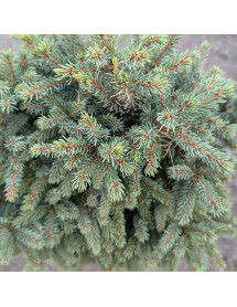 Picea glauca albertiana Echiniformis (5lt)