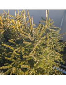 Picea omorika (12lt)
