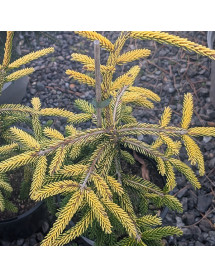 Picea orientalis Skylands (3lt)