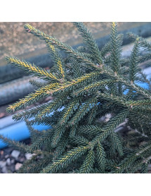 Picea orientalis Spring Frost  (5lt)