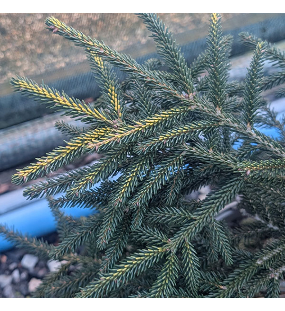Picea orientalis Spring Frost  (5lt)
