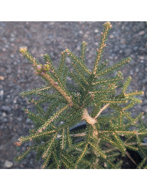 Picea orientalis Wittbold  (3lt)