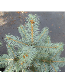 Picea pungens Glauca (7lt)