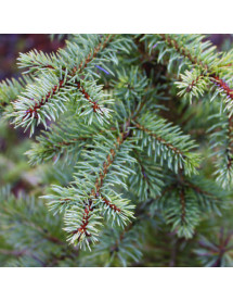Picea pungens Glauca (7lt)