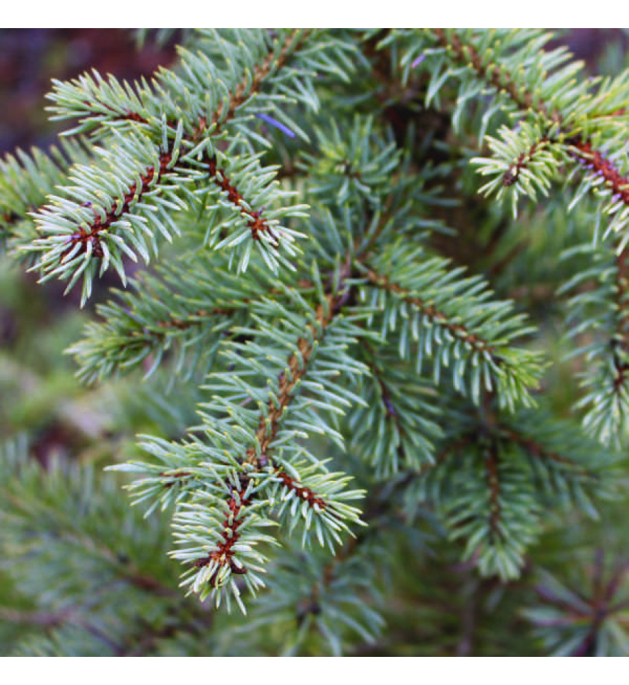 Picea pungens Glauca (7lt)