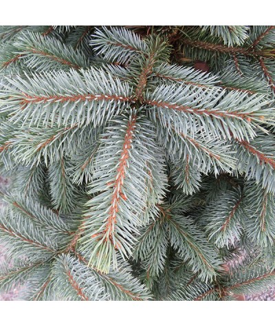 Picea pungens Super Blue (40lt)