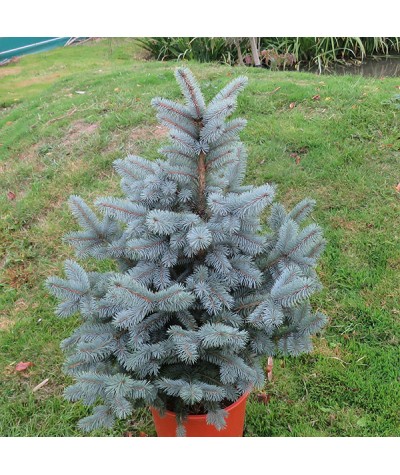 Picea pungens Super Blue (40lt)