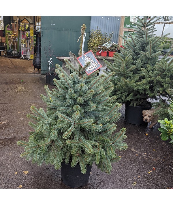 Picea pungens Super Blue (40lt)