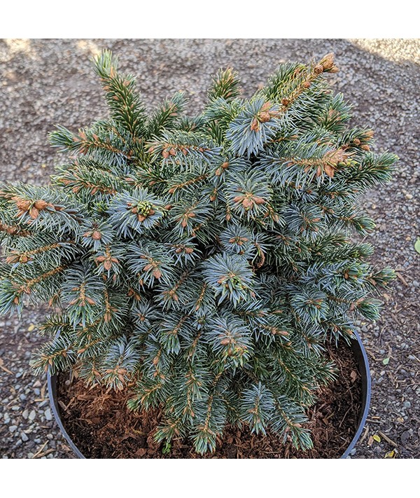 Picea sitchensis Papoose (7lt)