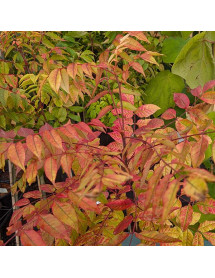 Picrasma quassioides (4lt) Picrasma quassioides (4lt)
