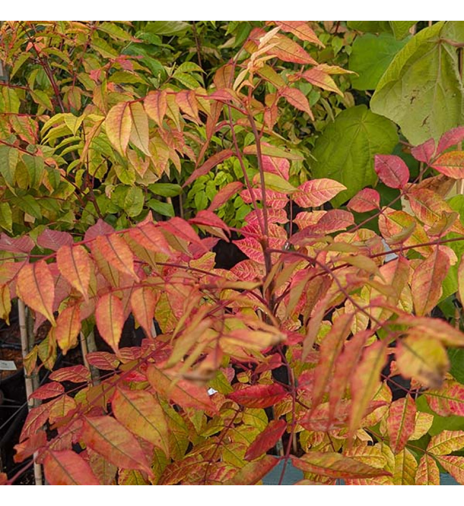 Picrasma quassioides (4lt)