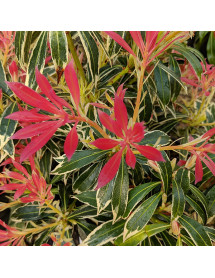 Pieris Flaming Silver (5lt)