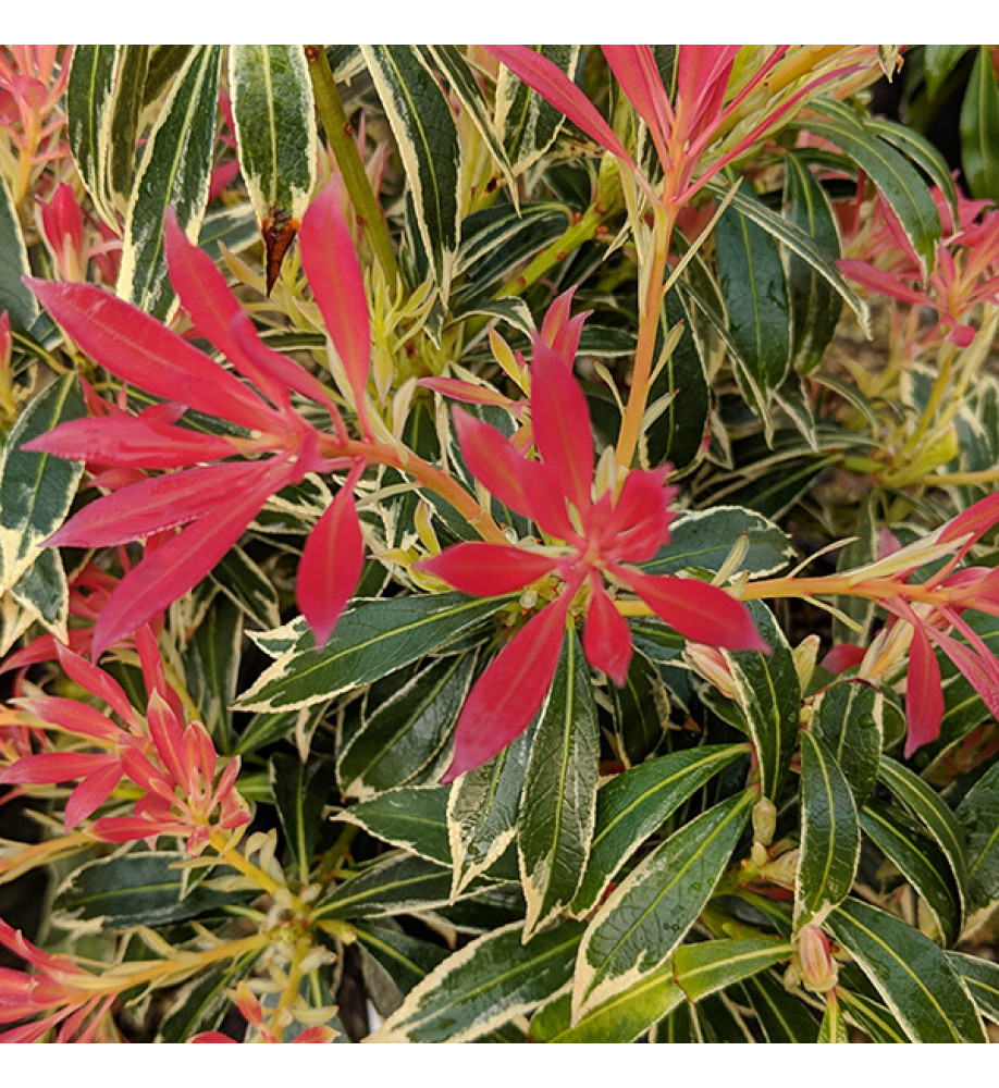 Pieris Flaming Silver (5lt)